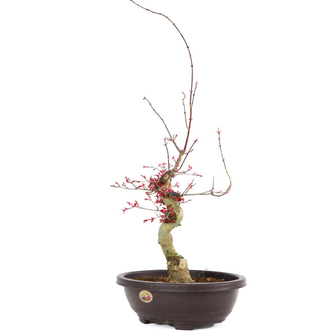 Acer palmatum Deshojo, 62 cm, ± 12 jaar oud