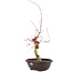 Acer palmatum Deshojo, 62 cm, ± 12 anni