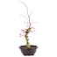 Acer palmatum Deshojo, 62 cm, ± 12 anni