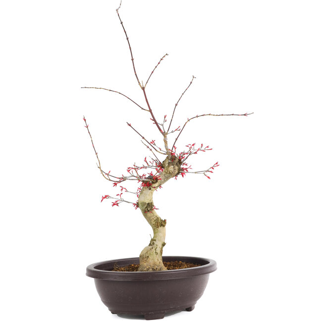 Acer palmatum Deshojo, 62 cm, ± 12 Jahre alt