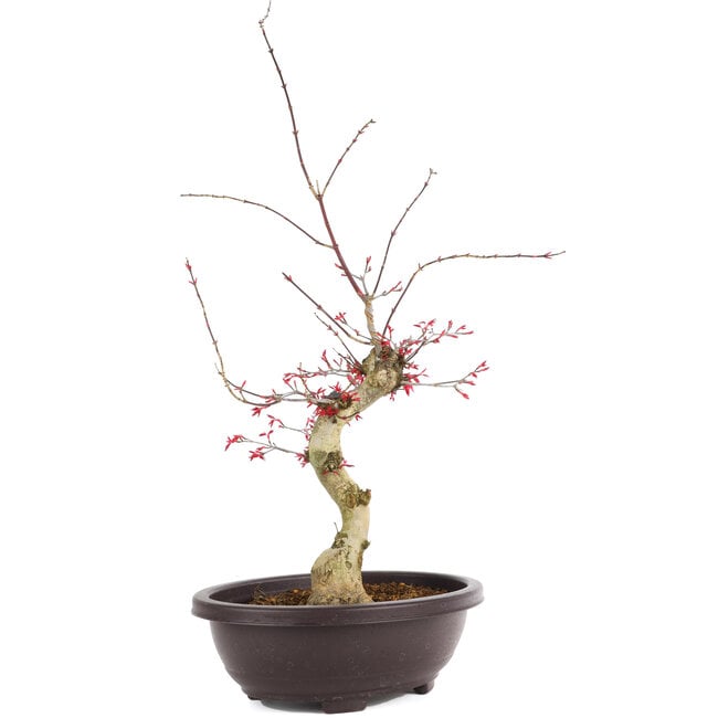 Acer palmatum Deshojo, 62 cm, ± 12 years old