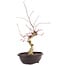 Acer palmatum Deshojo, 62 cm, ± 12 años