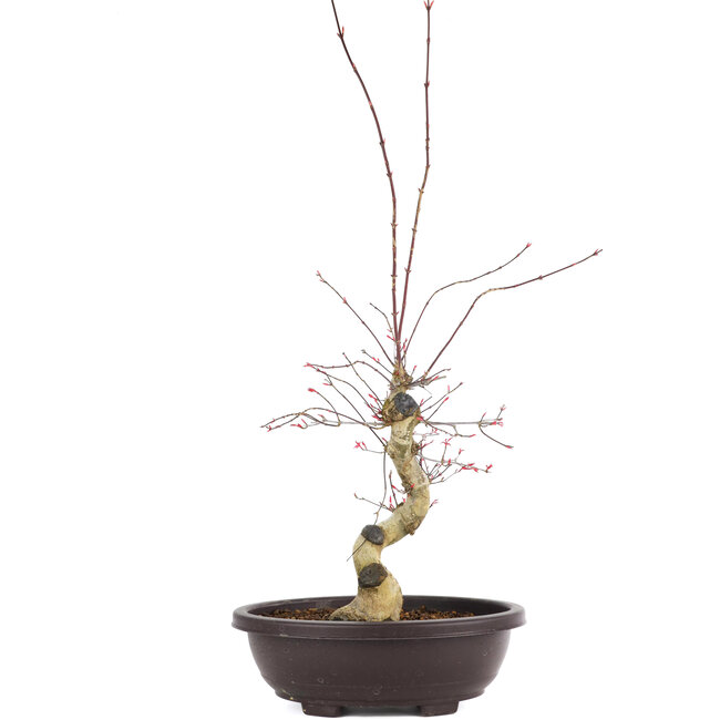 Acer palmatum Deshojo, 68 cm, ± 12 years old