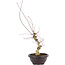 Acer palmatum Deshojo, 68 cm, ± 12 jaar oud