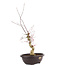 Acer palmatum Deshojo, 68 cm, ± 12 anni