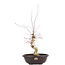 Acer palmatum Deshojo, 68 cm, ± 12 jaar oud