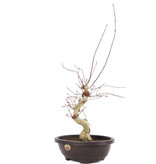 Acer palmatum Deshojo, 68 cm, ± 12 Jahre alt