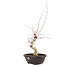 Acer palmatum Deshojo, 68 cm, ± 12 anni