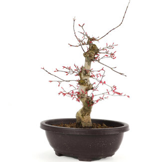 Acer palmatum Deshojo, 31 cm, ± 12 jaar oud