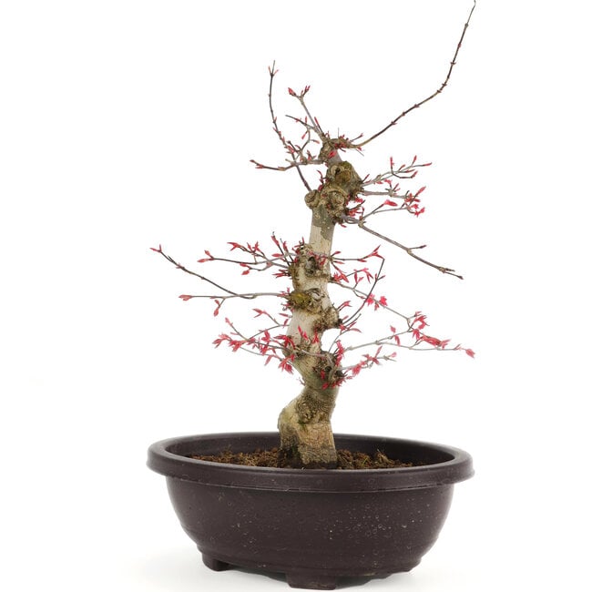 Acer palmatum Deshojo, 31 cm, ± 12 años