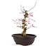 Acer palmatum Deshojo, 31 cm, ± 12 years old