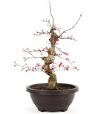 Acer palmatum Deshojo, 31 cm, ± 12 Jahre alt