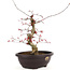 Acer palmatum Deshojo, 31 cm, ± 12 anni