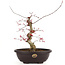 Acer palmatum Deshojo, 31 cm, ± 12 anni