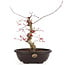 Acer palmatum Deshojo, 31 cm, ± 12 años