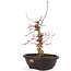 Acer palmatum Deshojo, 31 cm, ± 12 anni