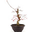 Acer palmatum Deshojo, 31 cm, ± 12 años