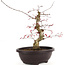 Acer palmatum Deshojo, 31 cm, ± 12 anni