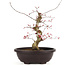 Acer palmatum Deshojo, 31 cm, ± 12 anni