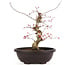 Acer palmatum Deshojo, 31 cm, ± 12 años