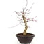 Acer palmatum Deshojo, 43 cm, ± 12 años