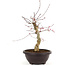 Acer palmatum Deshojo, 43 cm, ± 12 years old
