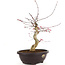 Acer palmatum Deshojo, 43 cm, ± 12 anni