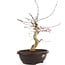 Acer palmatum Deshojo, 43 cm, ± 12 años