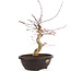 Acer palmatum Deshojo, 43 cm, ± 12 years old