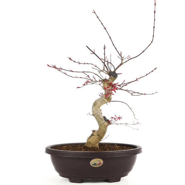 Acer palmatum Deshojo, 43 cm, ± 12 jaar oud