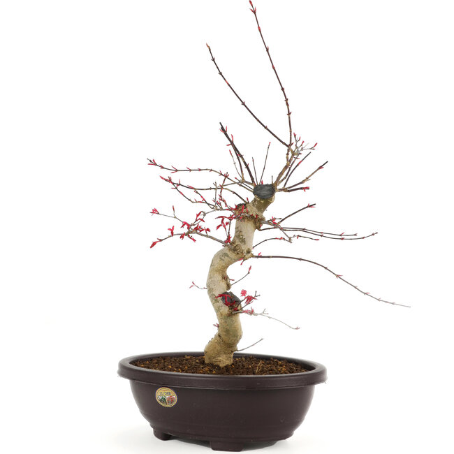 Acer palmatum Deshojo, 43 cm, ± 12 Jahre alt
