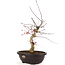 Acer palmatum Deshojo, 43 cm, ± 12 anni