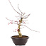 Acer palmatum Deshojo, 43 cm, ± 12 anni