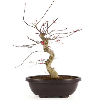 Acer palmatum Deshojo, 43 cm, ± 12 anni