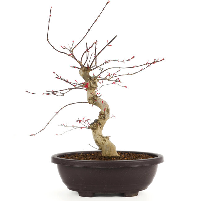 Acer palmatum Deshojo, 43 cm, ± 12 años