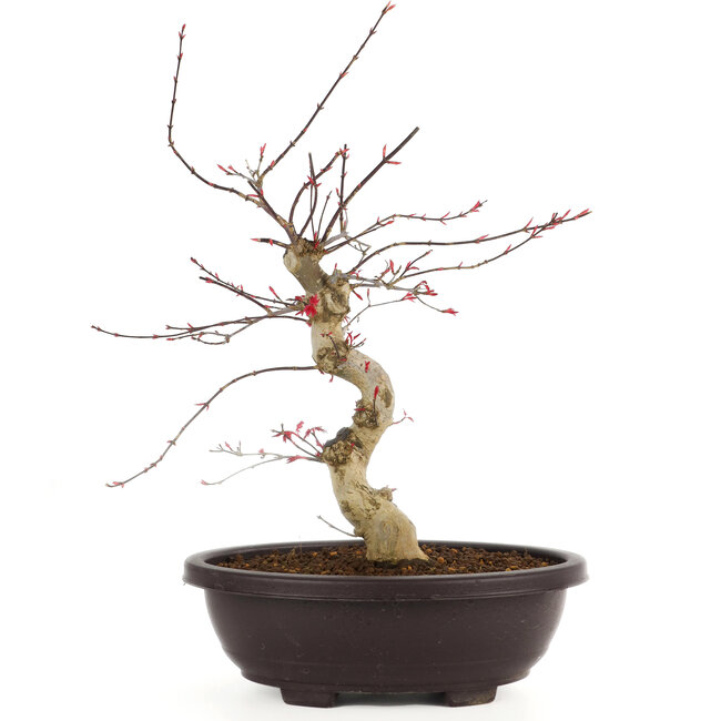 Acer palmatum Deshojo, 43 cm, ± 12 jaar oud
