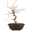 Acer palmatum Deshojo, 43 cm, ± 12 anni