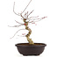 Acer palmatum Deshojo, 43 cm, ± 12 años