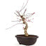 Acer palmatum Deshojo, 43 cm, ± 12 años