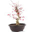 Acer palmatum Deshojo, 38 cm, ± 12 años