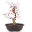 Acer palmatum Deshojo, 38 cm, ± 12 anni