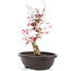 Acer palmatum Deshojo, 38 cm, ± 12 anni