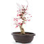 Acer palmatum Deshojo, 38 cm, ± 12 años