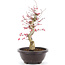 Acer palmatum Deshojo, 38 cm, ± 12 anni