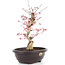 Acer palmatum Deshojo, 38 cm, ± 12 anni