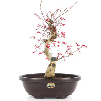 Acer palmatum Deshojo, 38 cm, ± 12 Jahre alt