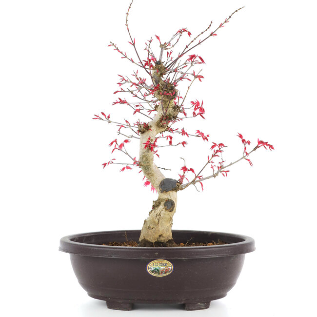 Acer palmatum Deshojo, 38 cm, ± 12 años