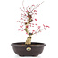 Acer palmatum Deshojo, 38 cm, ± 12 anni