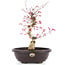 Acer palmatum Deshojo, 38 cm, ± 12 años