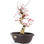 Acer palmatum Deshojo, 38 cm, ± 12 anni